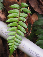 Polystichum lepidocaulon