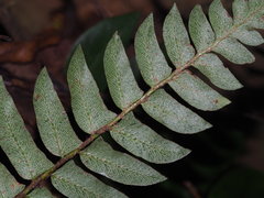Polystichum lepidocaulon