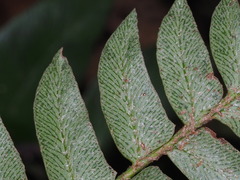 Polystichum lepidocaulon