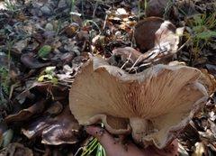 Lactarius argillaceifolius megacarpus