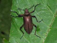 Andocamaria formosana