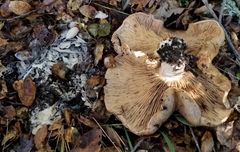 Lactarius argillaceifolius megacarpus