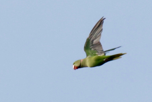 Alexandrine Parakeet