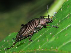 Andocamaria formosana