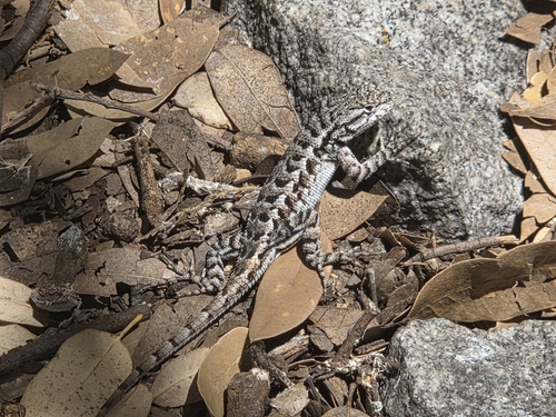 iNaturalist observation photo of Spiny Lizards