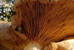 Lactarius argillaceifolius megacarpus