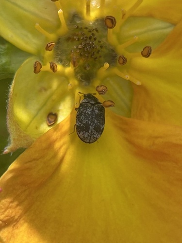 Museum Beetle