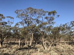Eucalyptus calycogona trachybasis