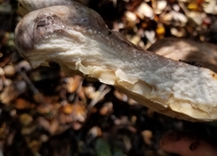Lactarius argillaceifolius megacarpus