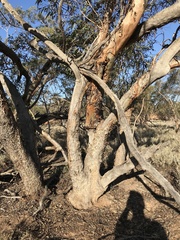 Eucalyptus calycogona trachybasis