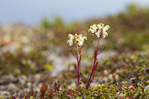 Northern Lousewort