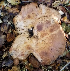 Lactarius argillaceifolius megacarpus