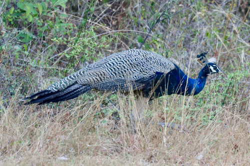 Indian Peafowl