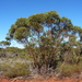 Eucalyptus calycogona calycogona - Photo 由 Dean Nicolle 所上傳的 (c) Dean Nicolle，保留部份權利CC BY-NC
