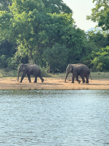 Sri Lankan Elephant