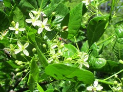 Callimoxys fuscipennis