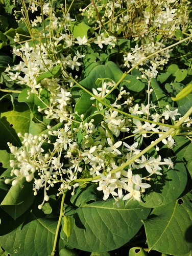 Rockroot (Agdestis clematidea)