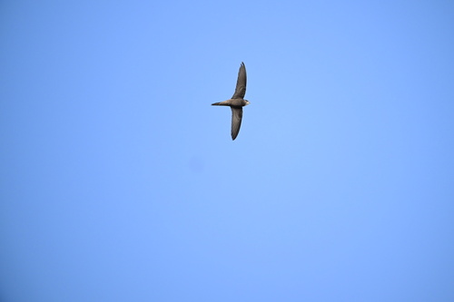 Common Swift