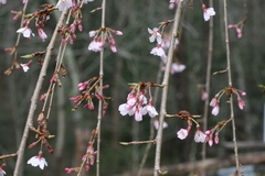 Prunus pendula