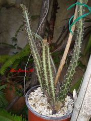 Kleinia stapeliiformis