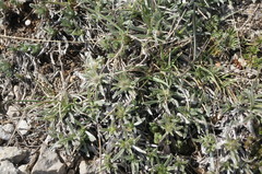 Convolvulus calvertii calvertii