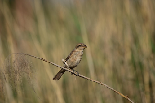 Isabelline Shrike
