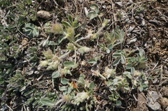 Hedysarum candidum