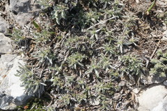 Convolvulus calvertii calvertii