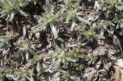 Convolvulus calvertii calvertii