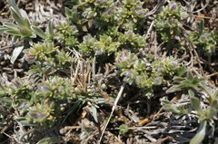 Genista albida