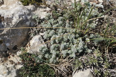 Genista albida