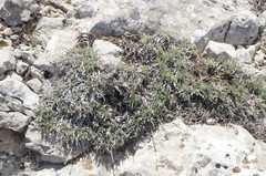 Convolvulus calvertii calvertii