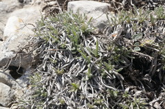 Convolvulus calvertii calvertii