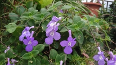 Streptocarpus saxorum