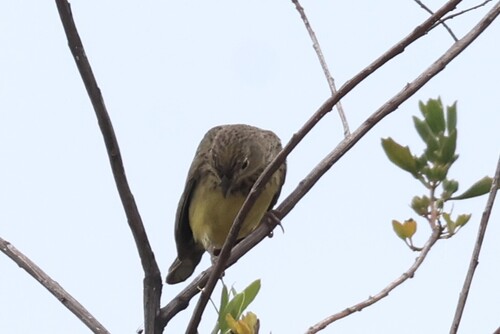 Stripe-tailed Yellow Finch (Sicalis citrina)