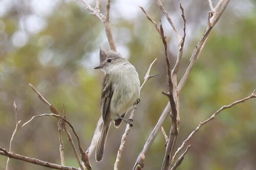 Plain-crested Elaenia (Elaenia cristata), photo 9