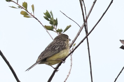 Stripe-tailed Yellow Finch (Sicalis citrina), photo 2