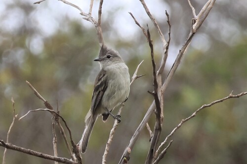 Plain-crested Elaenia (Elaenia cristata), photo 8