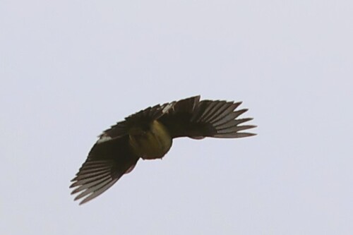 Stripe-tailed Yellow Finch (Sicalis citrina), photo 9