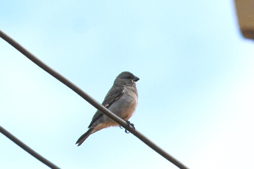 Plumbeous Seedeater (Sporophila plumbea), photo 3