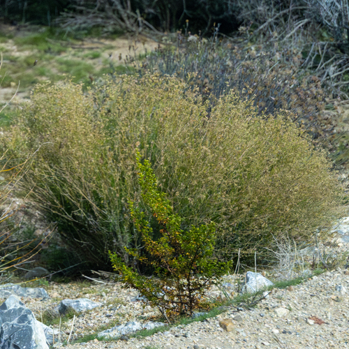 Sticky Snakeweed