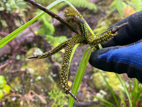 Carex alligata observed 2026-07-22