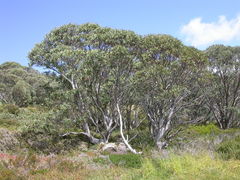 Eucalyptus pauciflora hedraia