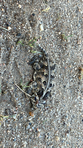 Texas Horned Lizard