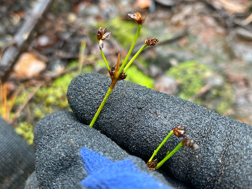 Juncus planifolius observed 2026-07-22