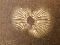 Heimiomyces atrofulvus