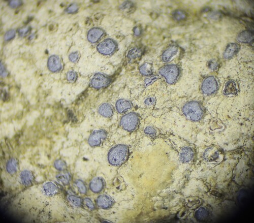 Frosted Grain-spored Lichen