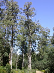 Eucalyptus denticulata
