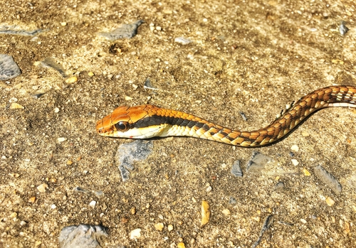 Photo of a Nganson Bronzeback (Dendrelaphis ngansonensis)