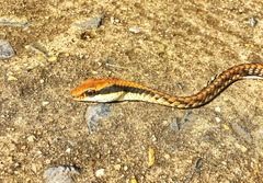 Dendrelaphis ngansonensis